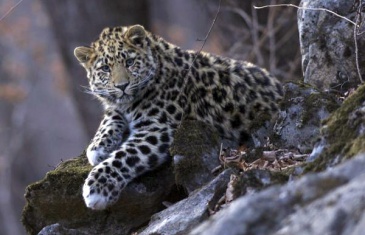 В парке «Земля леопарда» будет обустроена эко-тропа