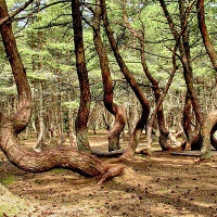 Национальный парк «Куршская коса». Танцующий лес на Куршской косе