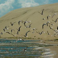 Национальный парк «Куршская коса». Дюны и птицы
