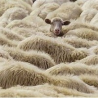 Отара овец