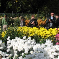 Никитский ботанический сад. Коллекция хризантем