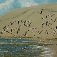 Национальный парк «Куршская коса». Птицы над морем