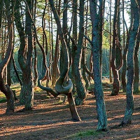 Национальный парк «Куршская коса». Танцующий лес на Куршской косе