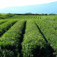 Чайные плантации