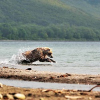Медведь ловит рыбу на зере