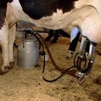 Процесс машинного доения коров 