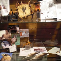 Музей соколиной охоты