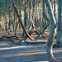 Национальный парк «Куршская коса». Танцующий лес