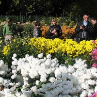Никитский ботанический сад. Хризантемы