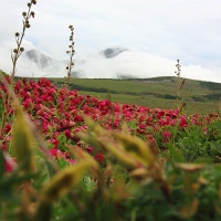 Долина с цветущими рододендронами