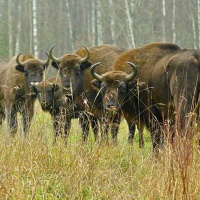 Национальный парк «Орловское полесье». Зубры