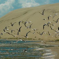 Национальный парк «Куршская коса». Дюны и птицы
