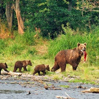 Медведи после рыбалки