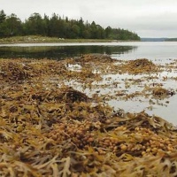 Белое море. Морские водоросли фукусы в естественной среде