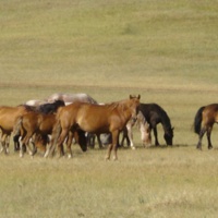 Лошади на Ольхоне