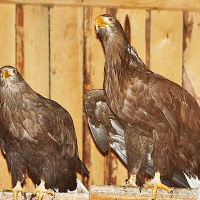 Кашино. Центр реабилитации хищных птиц 