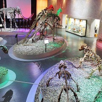 Пермь. Музей пермских древностей, экспозиция