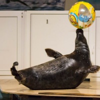 Северный Океанариум