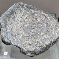 Пермь. Музей пермских древностей, экспозиция