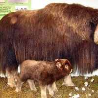 Дудинка. Краеведческий музей, экспонаты