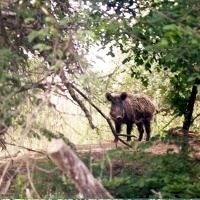 Астраханский заповедник. Кабан