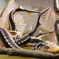 Икряное. На осетровой ферме. Молодые осетры