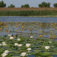 Астраханский заповедник. Кувшинки и кубышки