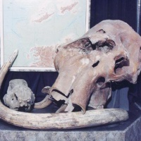 Дудинка. Краеведческий музей, экспонаты