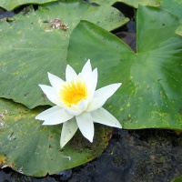 Астраханский заповедник. Цветущая кувшинка