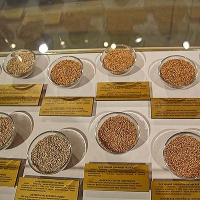 Болгар. Музей хлеба, экспозиция