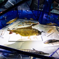 Астрахань. Краеведческий музей. Экспозиция4