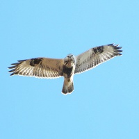 Астраханский заповедник. Канюк