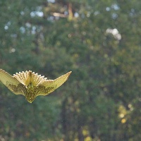 Кашино. Центр реабилитации хищных птиц 