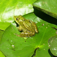 Астраханский заповедник. Лягушка