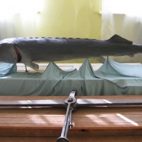 Икряное. Музей «История рыболовства». Экспозиция2