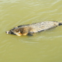 Астраханский заповедник. Енотовидная собака