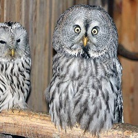 Кашино. Центр реабилитации хищных птиц 