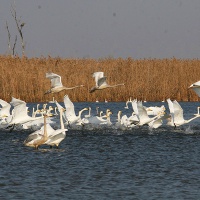 Астраханский заповедник. Лебеди-кликуны