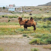 Верблюд в тувинской степи