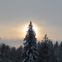 Лес на Валдае Зимой