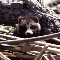 Астраханский заповедник. Енотовидная собака1