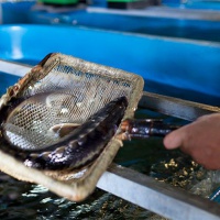 Икряное. На осетровой ферме