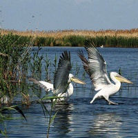 Астраханский заповедник. Пеликаны