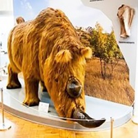 Астрахань. Краеведческий музей. Экспозиция. Доисторические животные