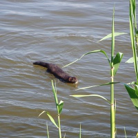 Астраханский заповедник. Американская норка