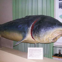 Астрахань. Краеведческий музей. Экспозиция. Белуга