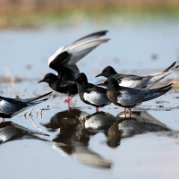 Астраханский заповедник. Белокрылая крачка