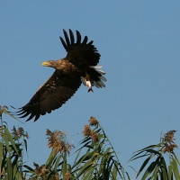 Орлан-белохвост в Дельте Волги
