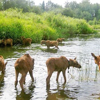 Лосеферма. Лоси на водопое
