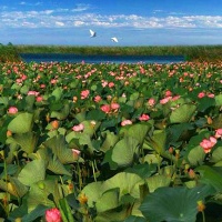 Астраханская область. Лотосовые поля Дельты Волги